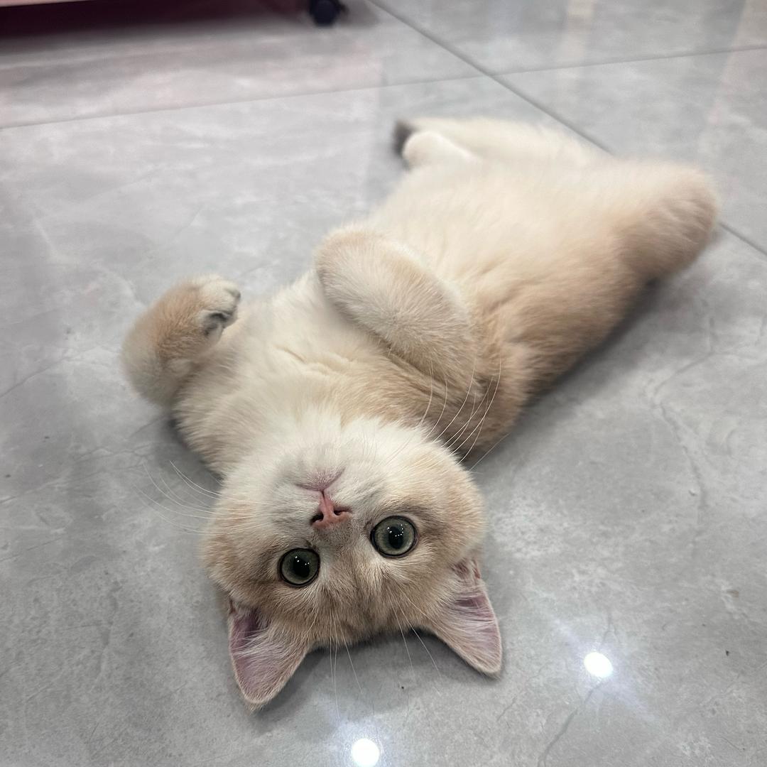 蛋挞挞挞是只🐱