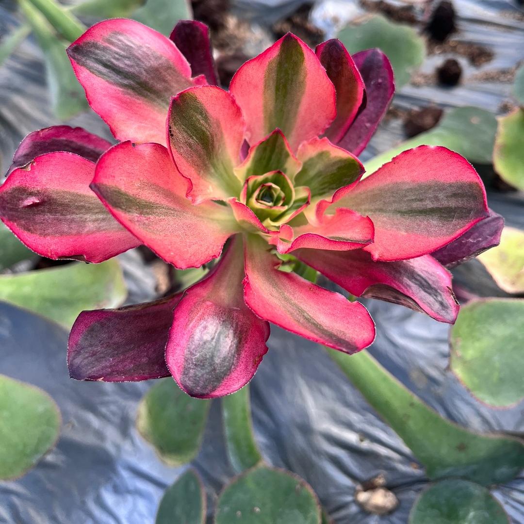 品尚园艺多肉植物