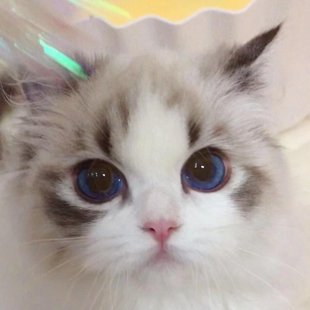 憨豆先生的布偶猫