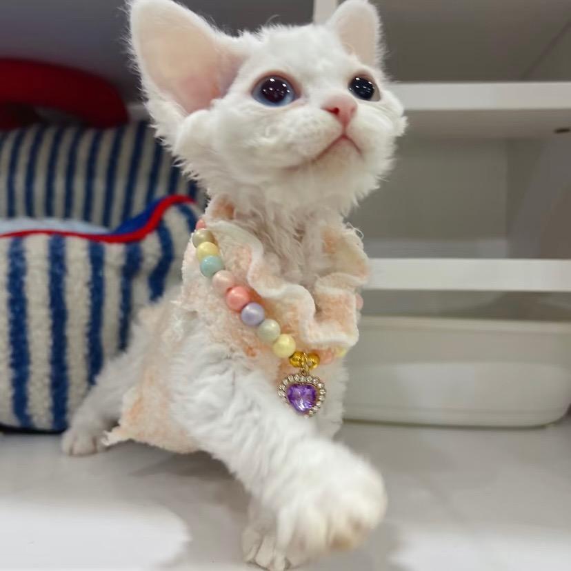 mobeibei67