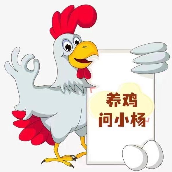 养鸡问小杨