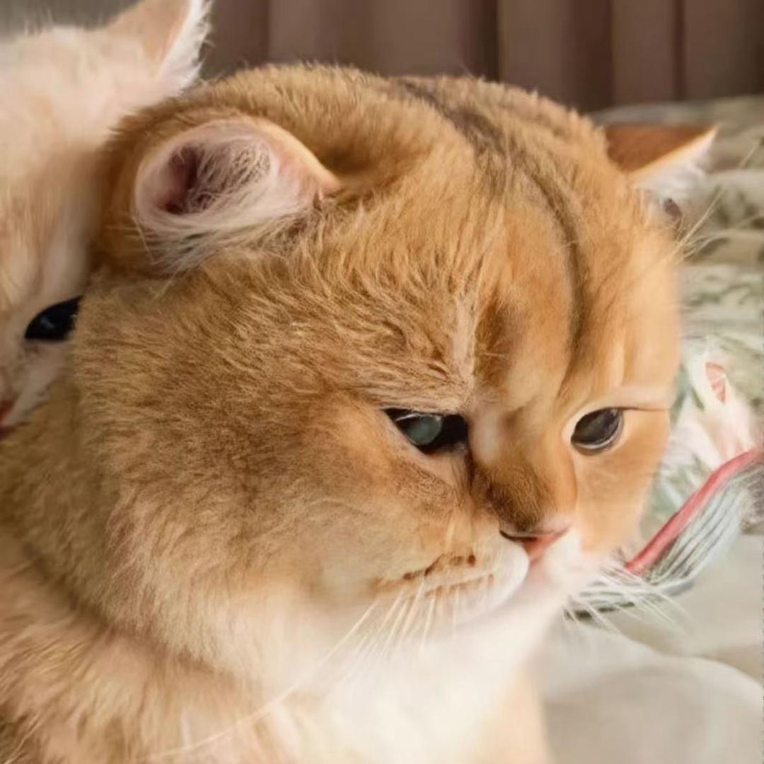 猪二