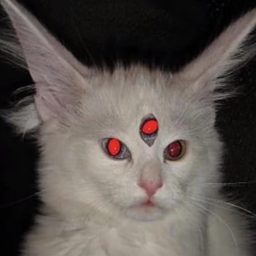 狸