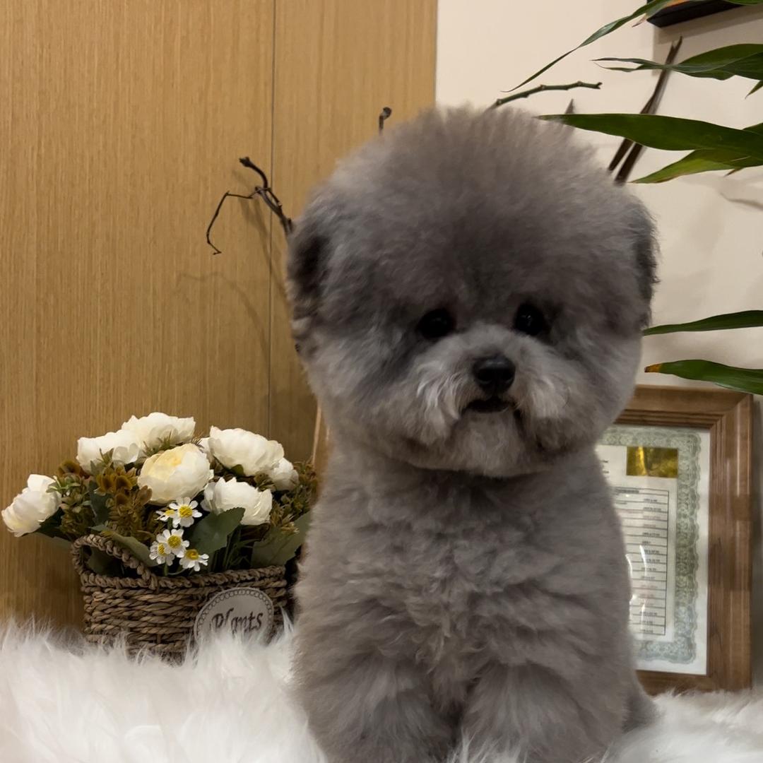 友缘萌宠泰迪（小布）