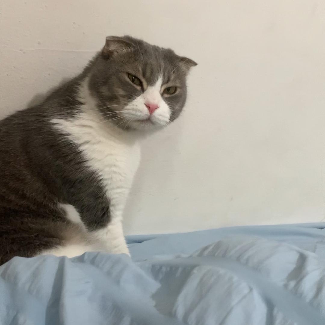 或许