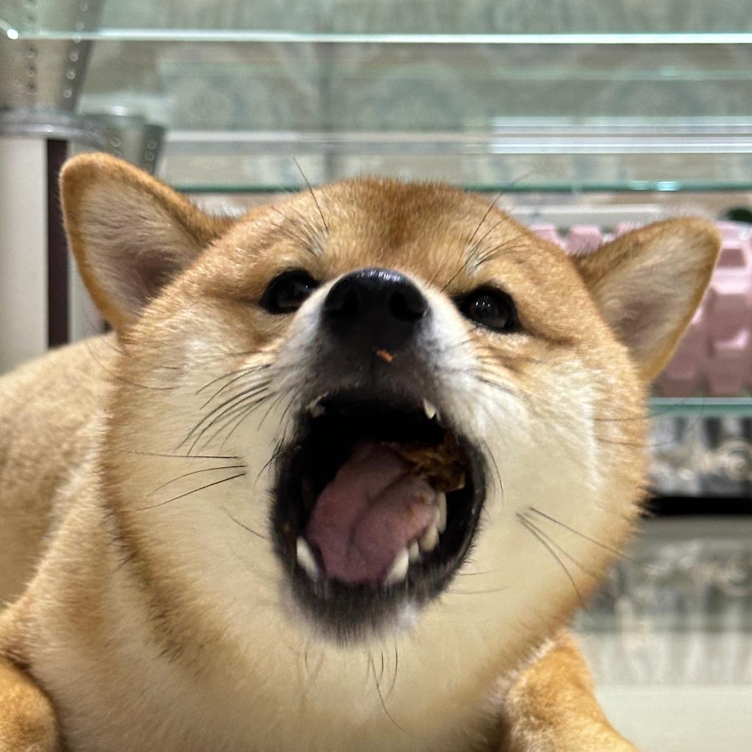 胖嘟嘟