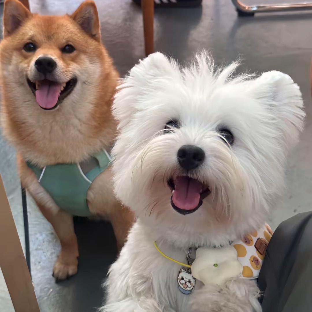 兰兰家的萌宠🐶
