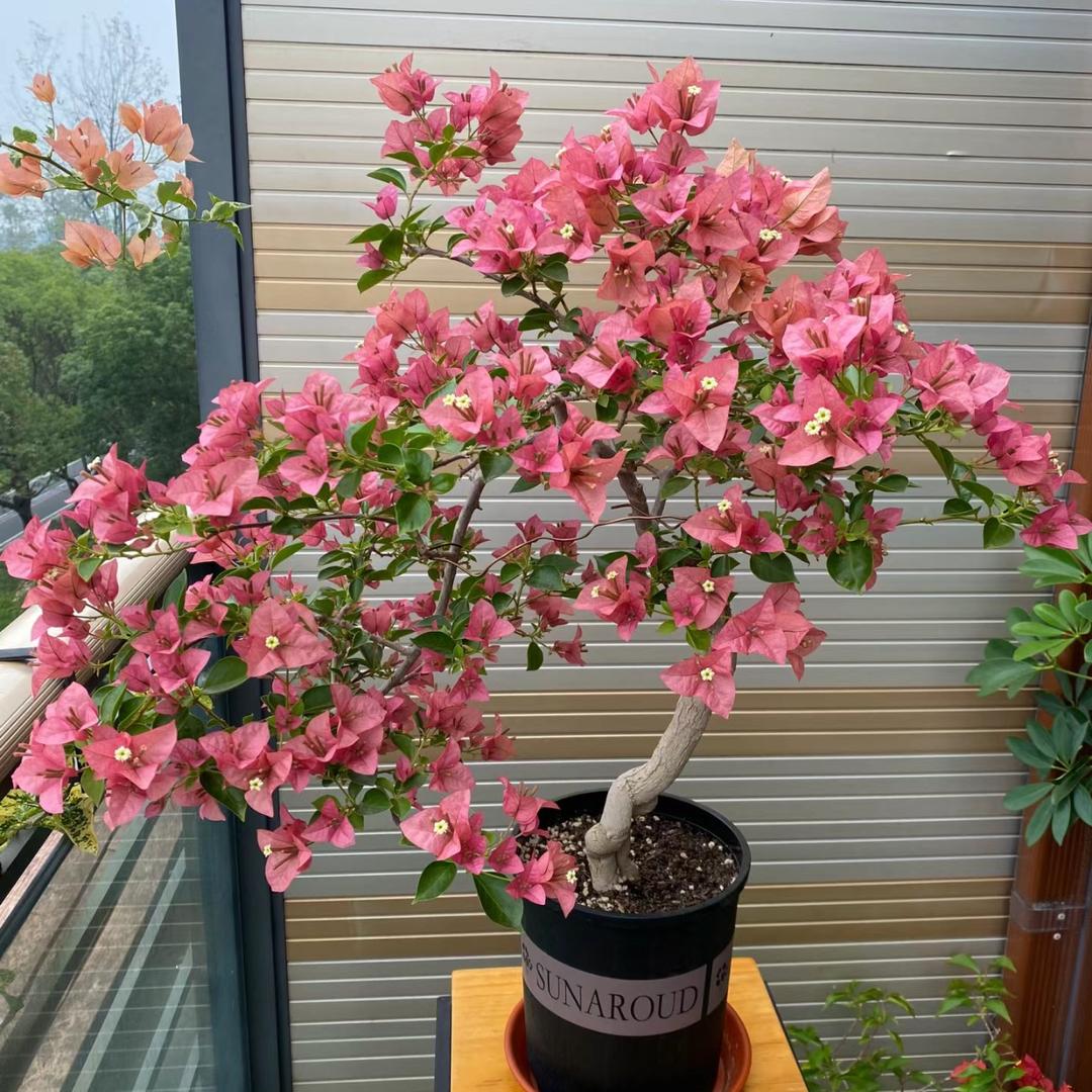 小鹿花屋园艺三角梅