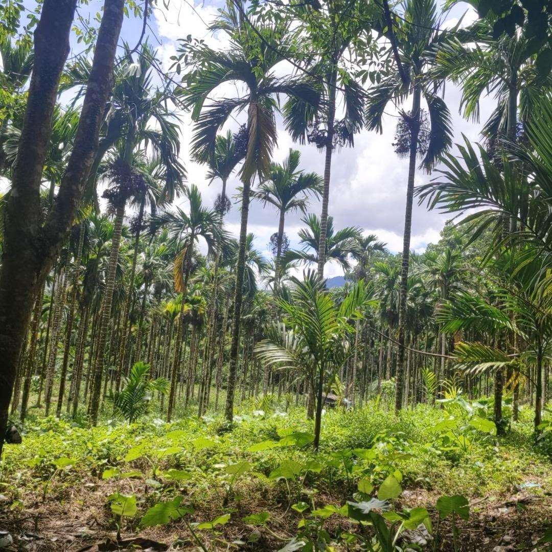 花花生高产管理