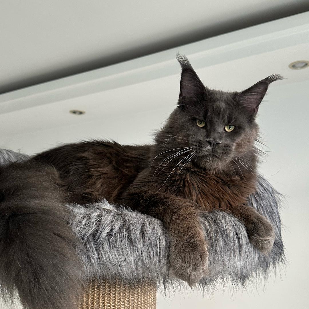Diamond Cat 💎A Line