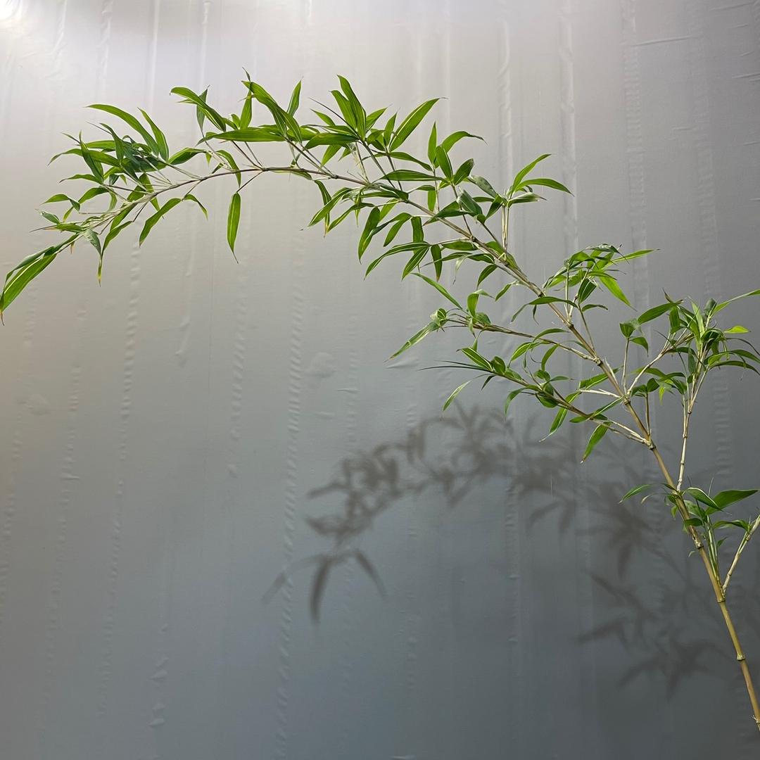 南靖县益青花卉有限公司