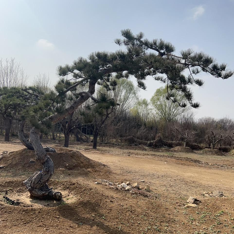 岑婧今园艺经营部