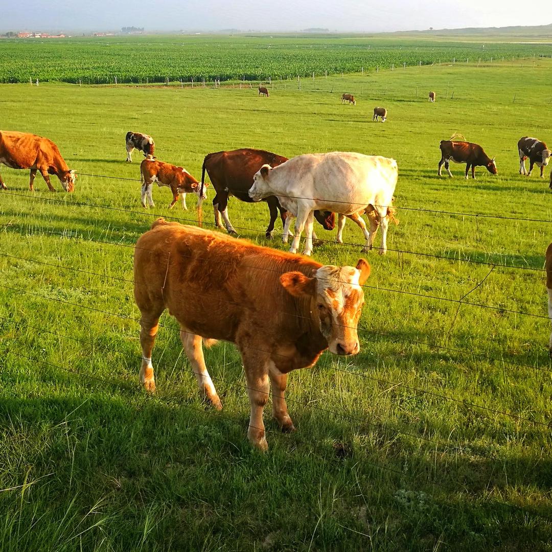 草原旺益望生鲜店