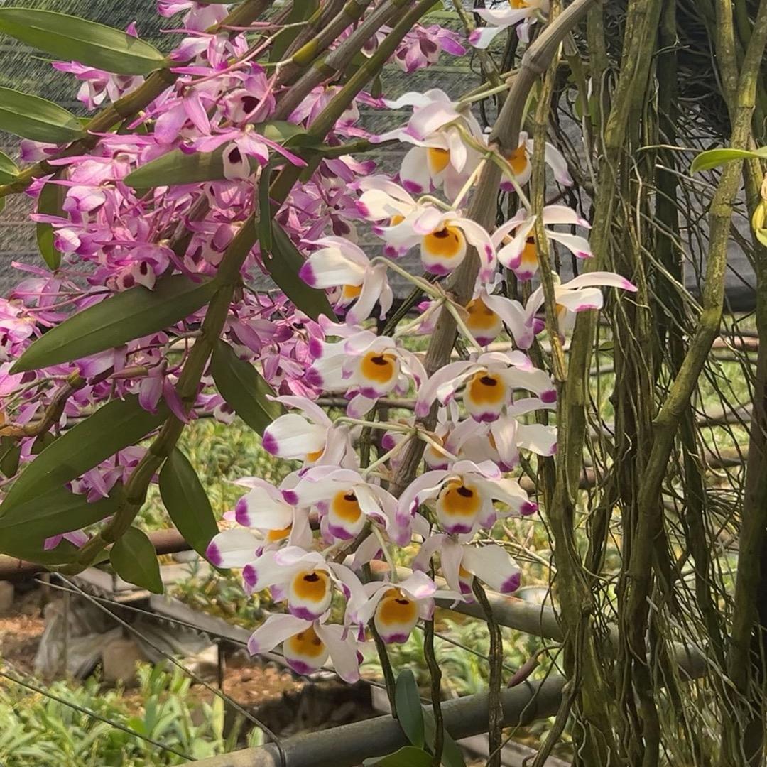 石斛一枝花