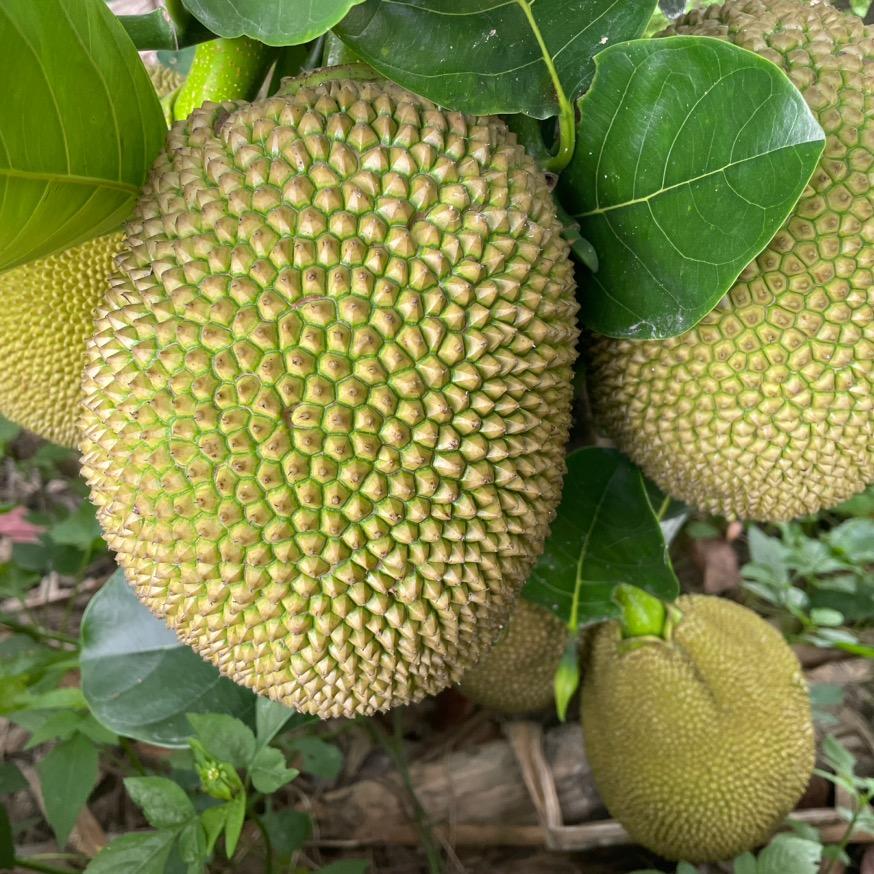 金碧辉黄