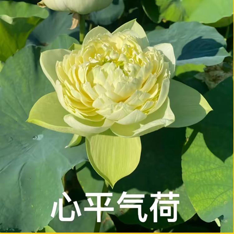 @糟糕.（见过 Jay  JJ 版）