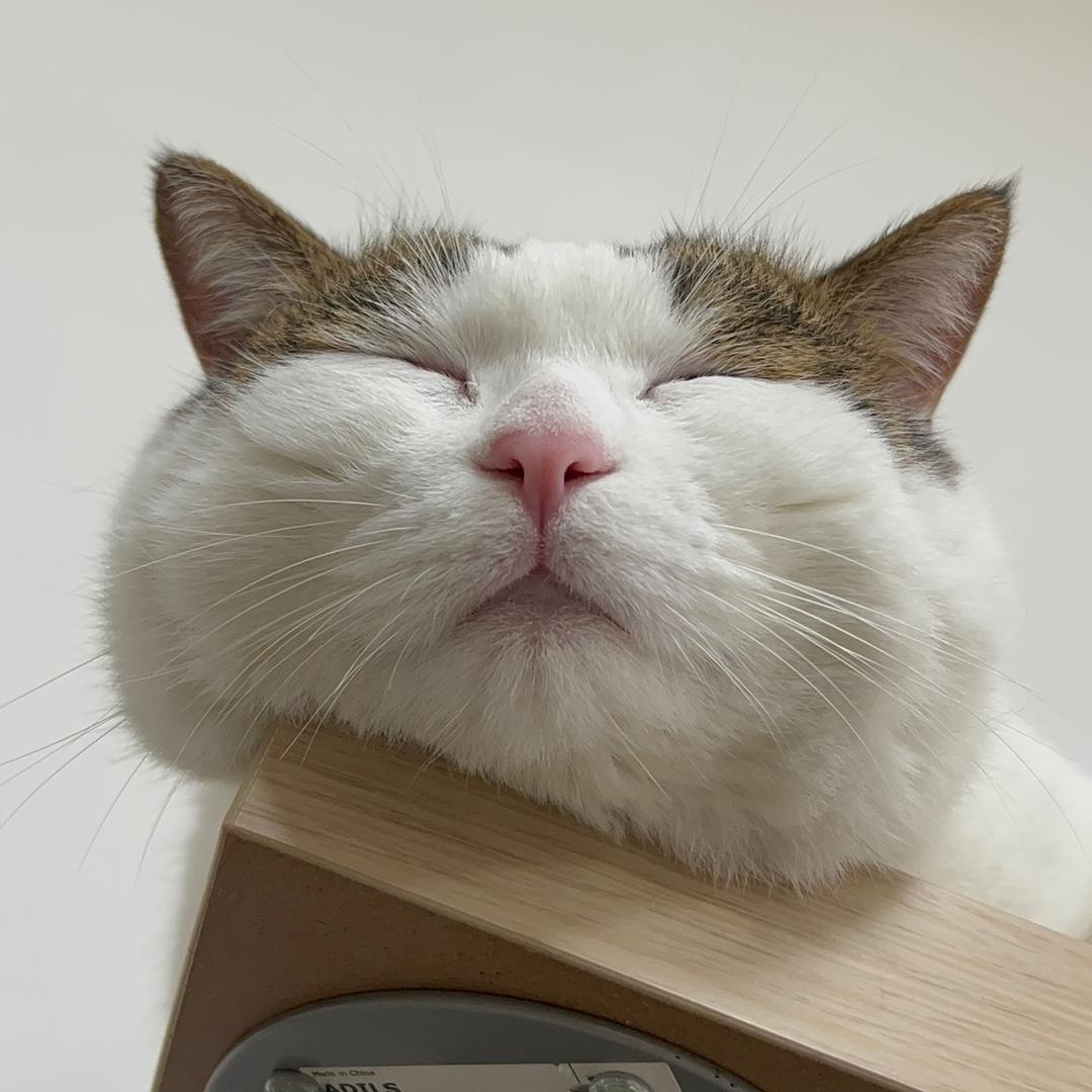 猪肥咪