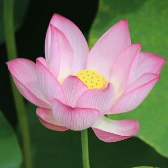 知心小院