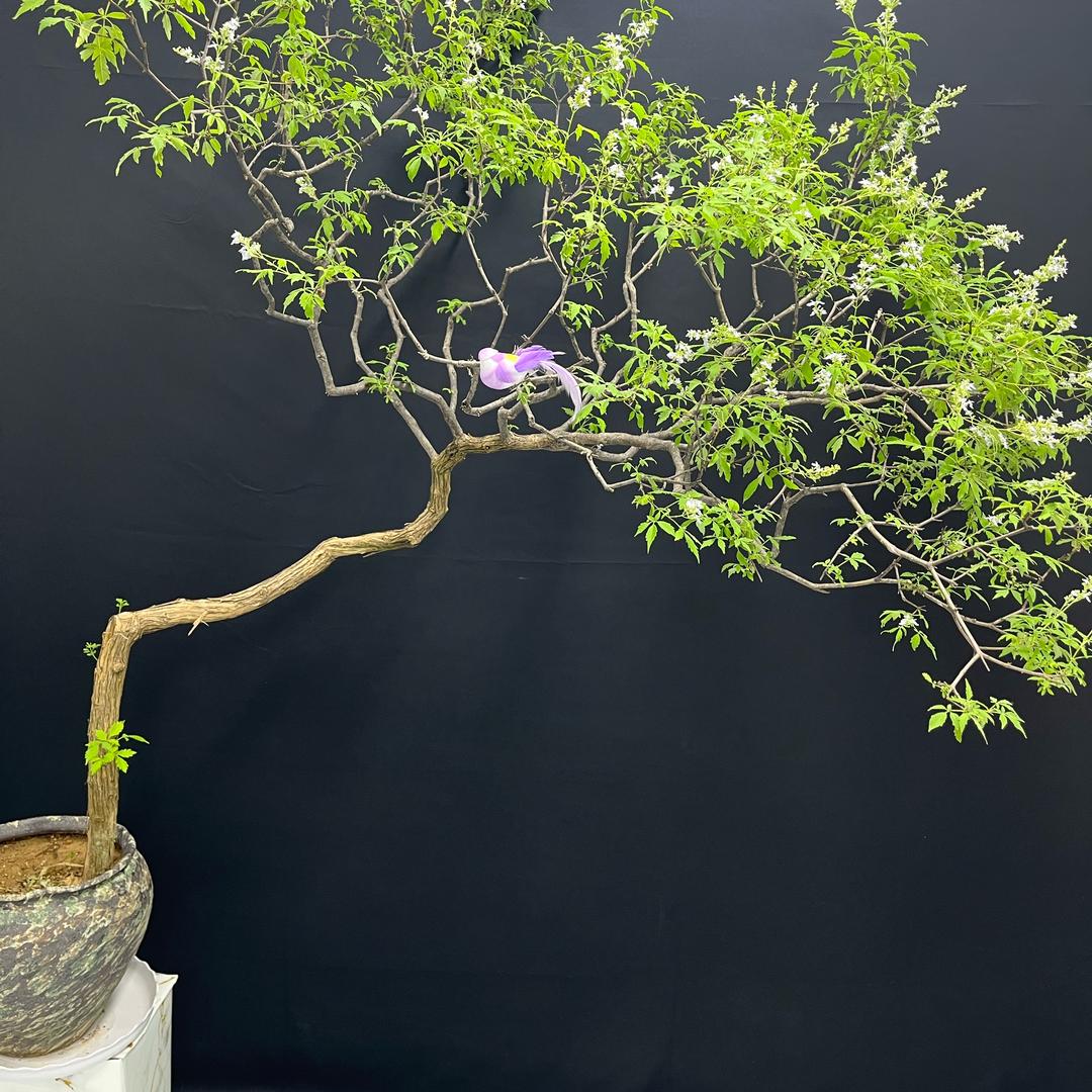 成源花卉