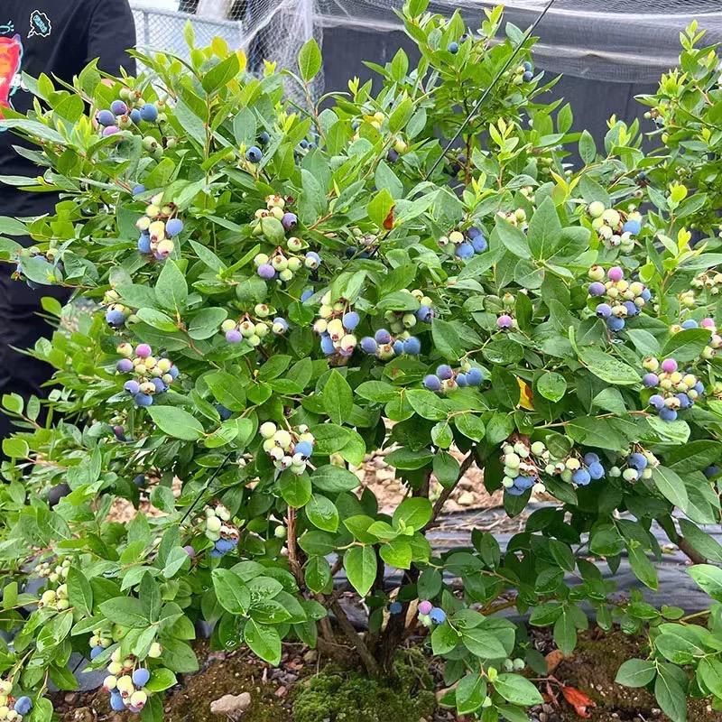 果农侠叶清枫果树苗木专卖店