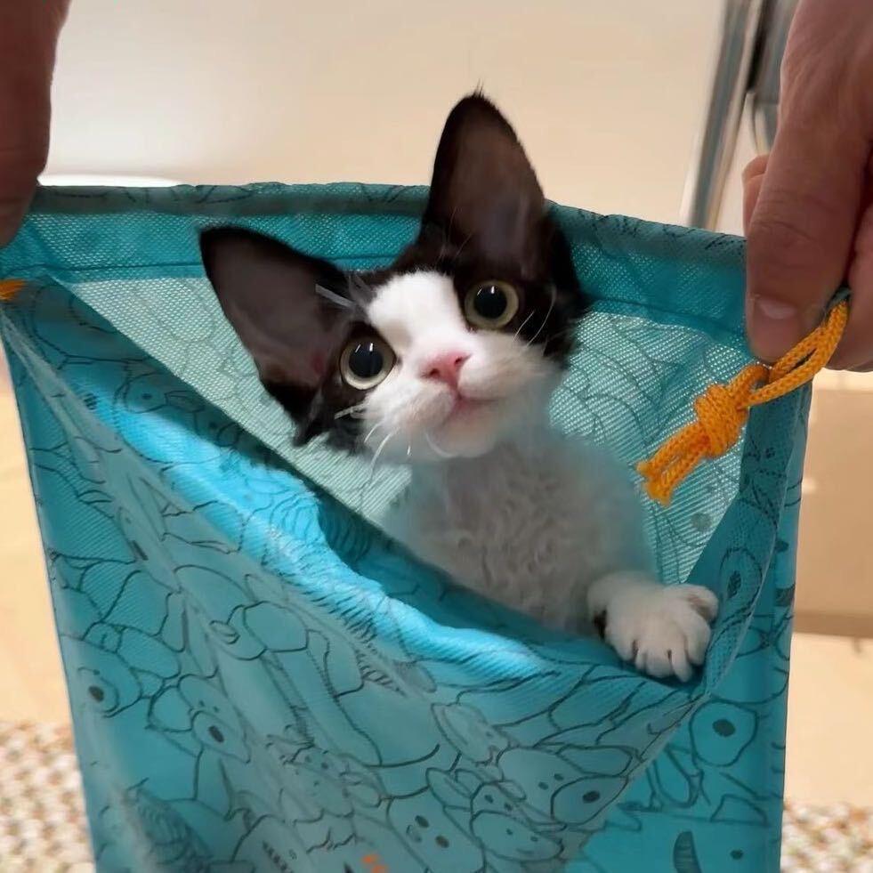 🐾小野家の德文宠物猫舍