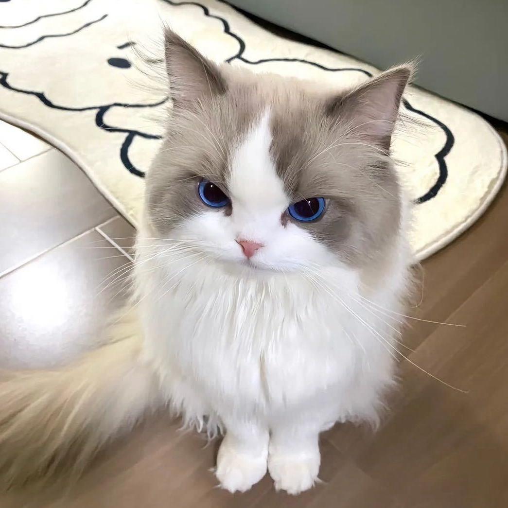 藏楚