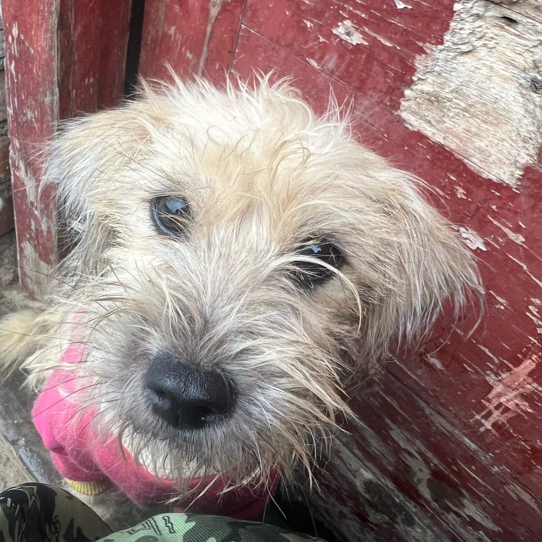 向阳而生救助基地