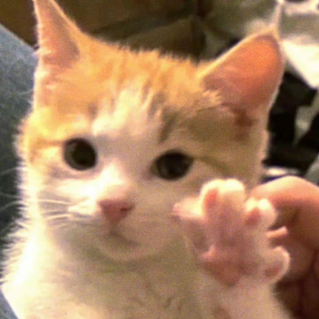 AAA榴莲批发商猫猫球