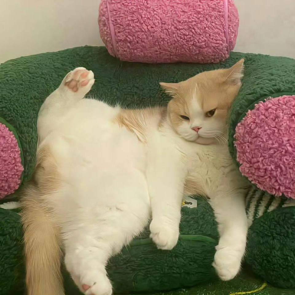 从小到大都是优让我怎么从良