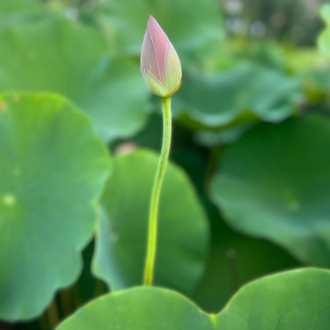 兰子好物分享