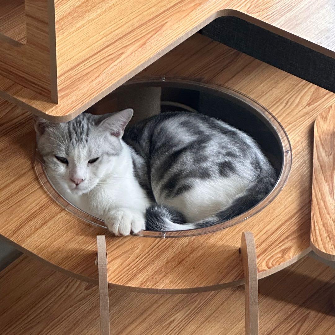 天玲