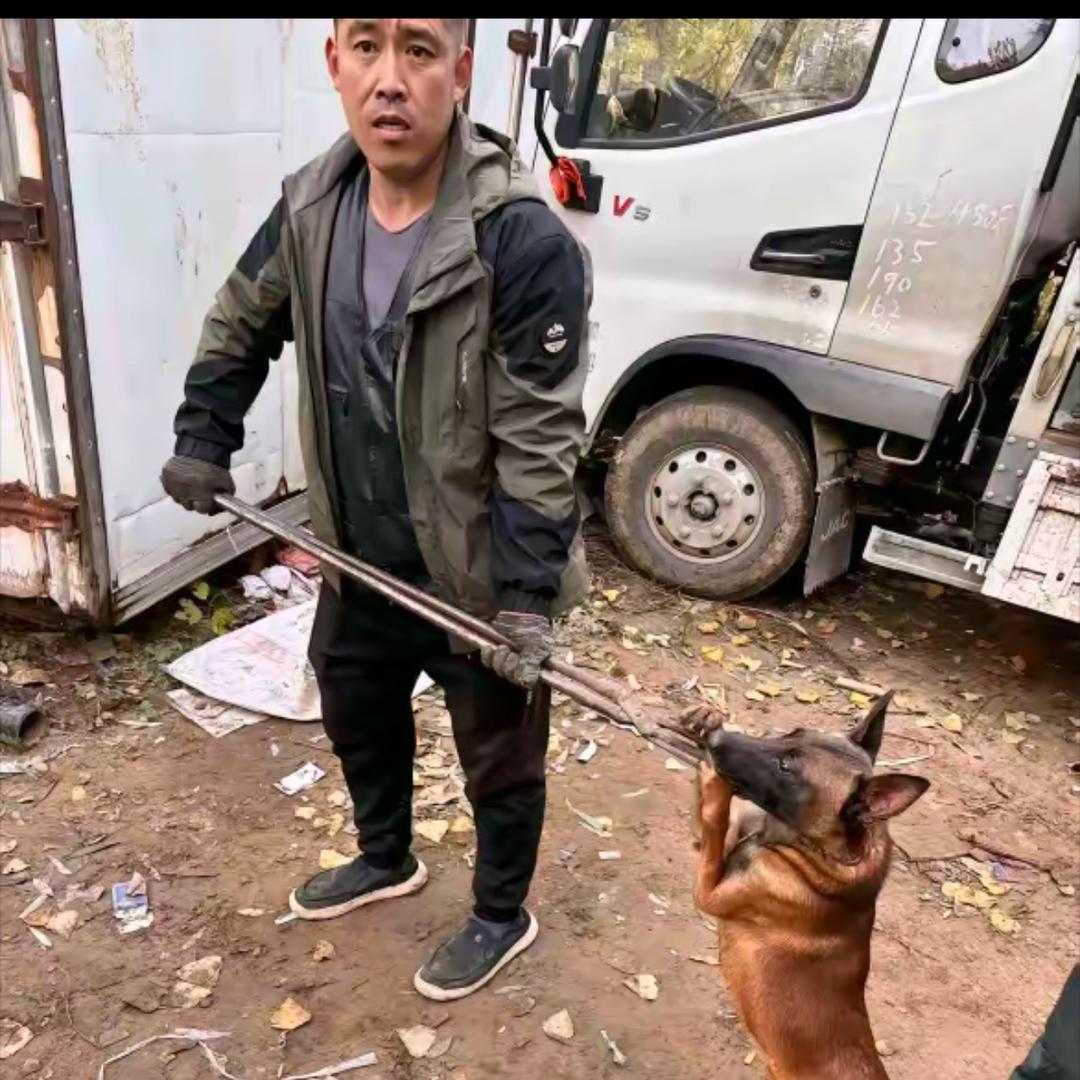 AAA专业套狗（全国可套）