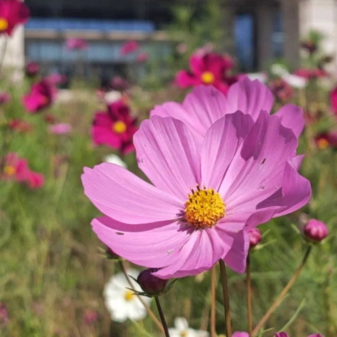 一路生花世界