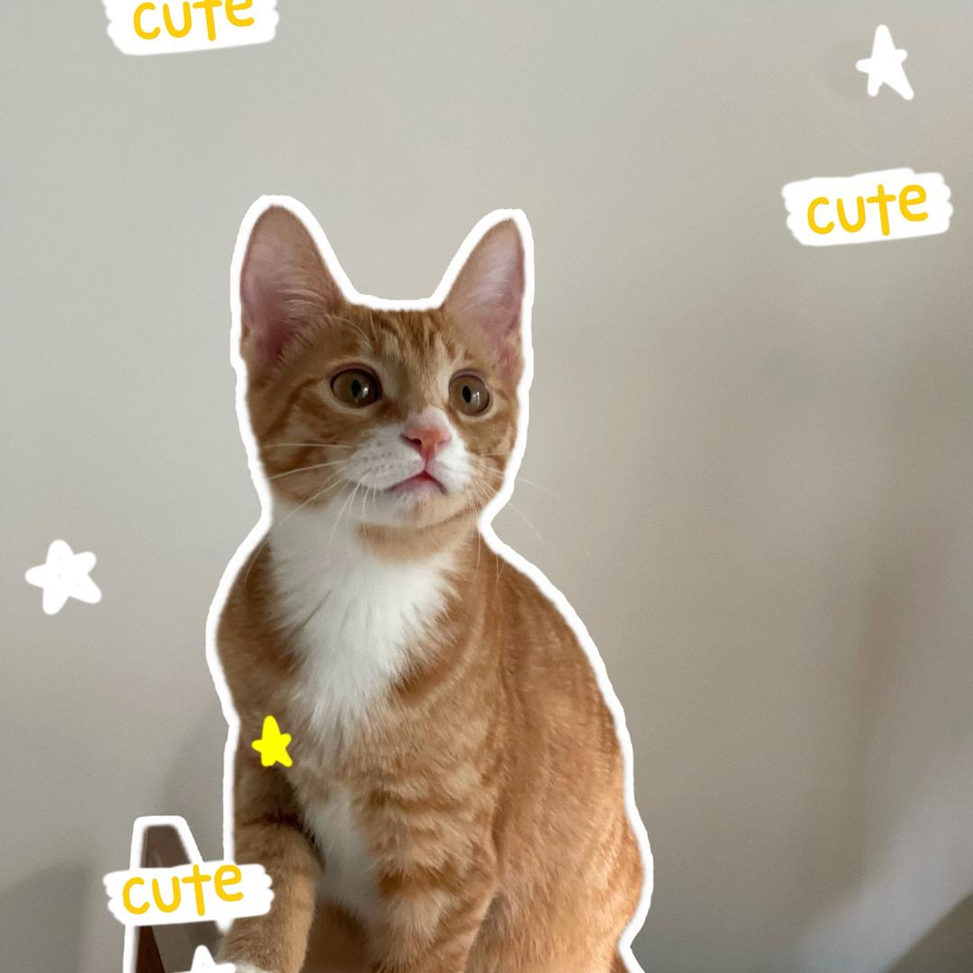 橘猫小九