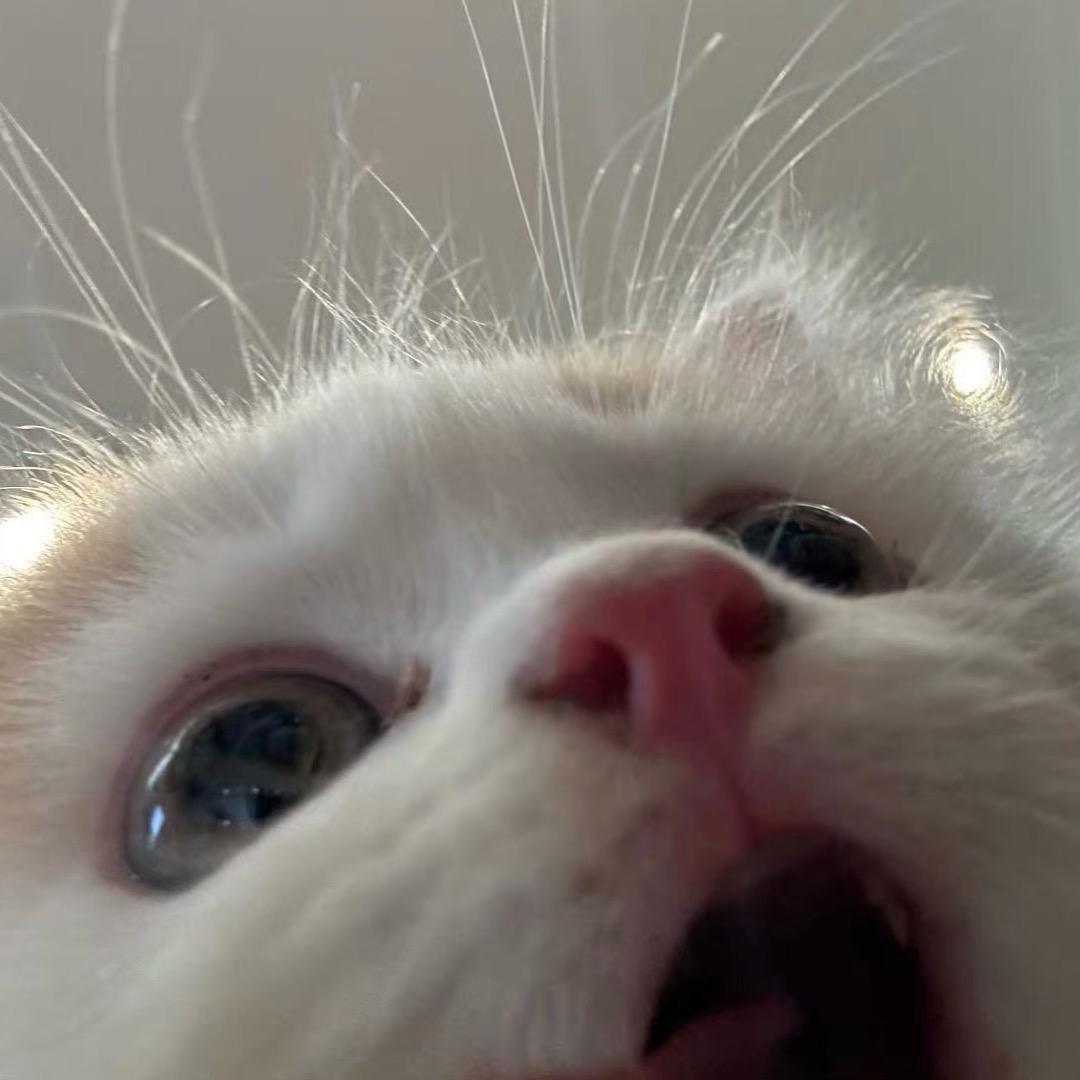 止血贴