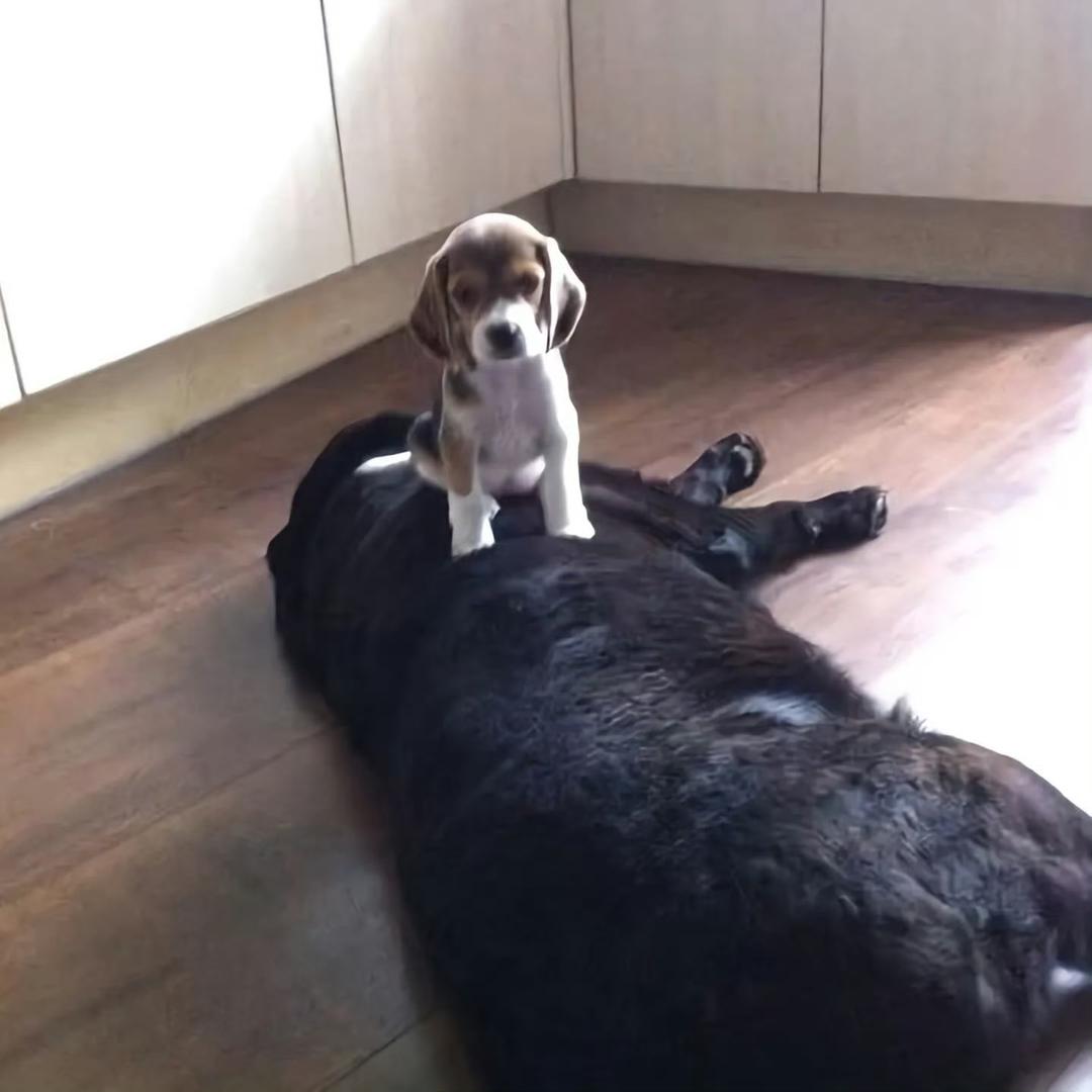 喵喵玉米糖🐾