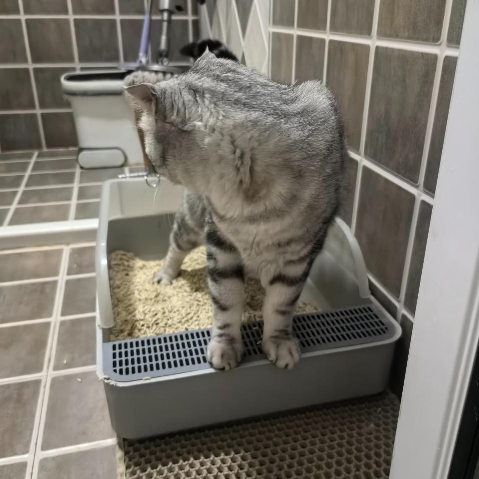 荒