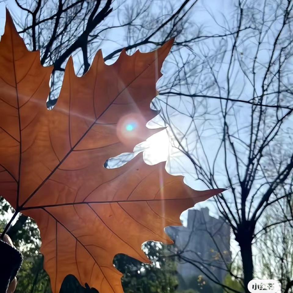 旺旺仙团团