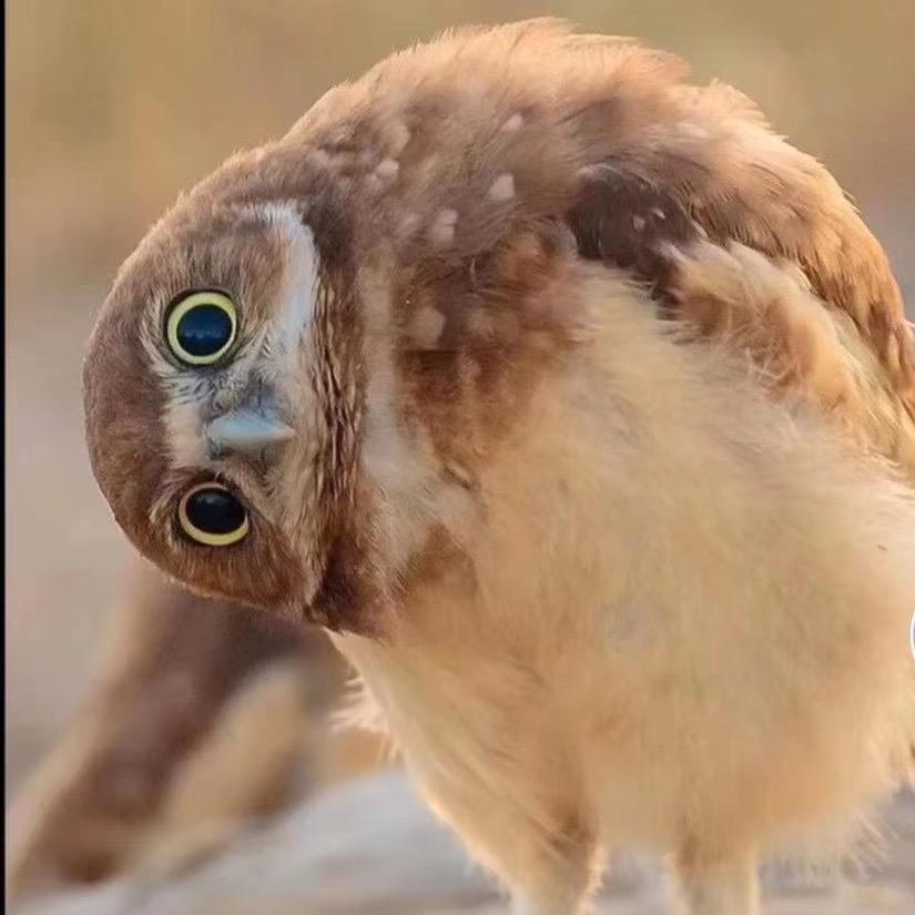 🦉