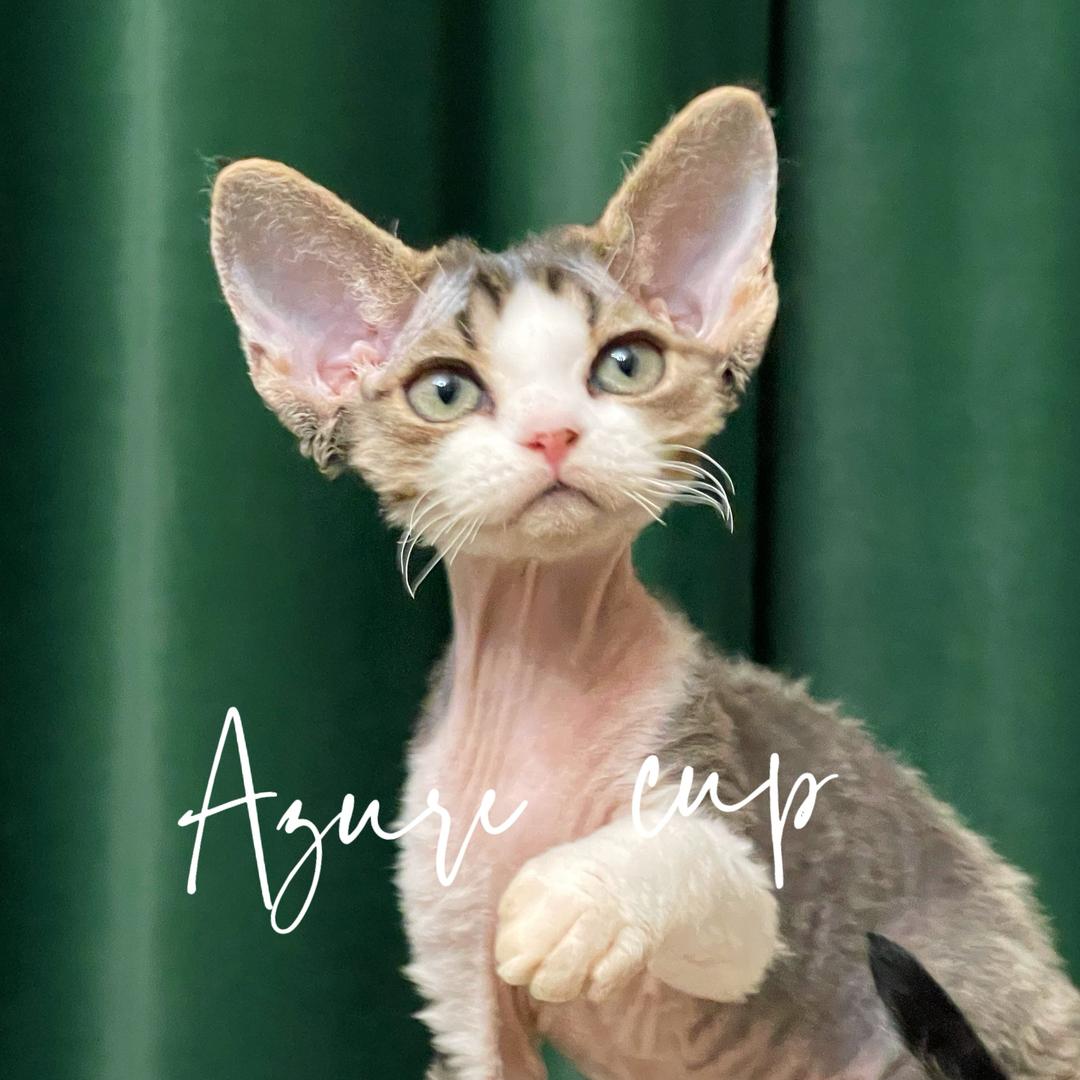 阿泽卡布德文猫舍