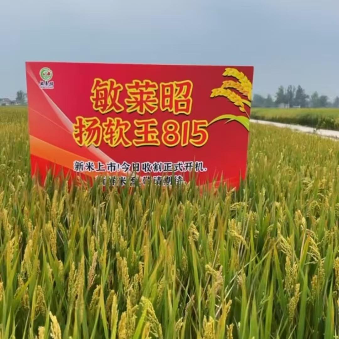 江南稻田兄弟铺