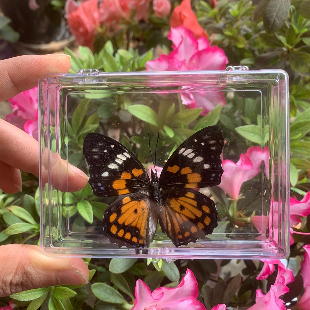 花花草草1