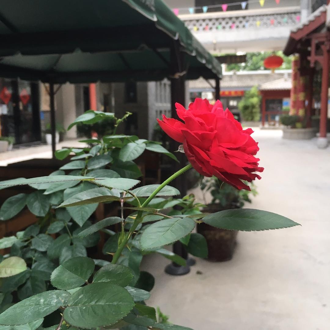 旭日东升