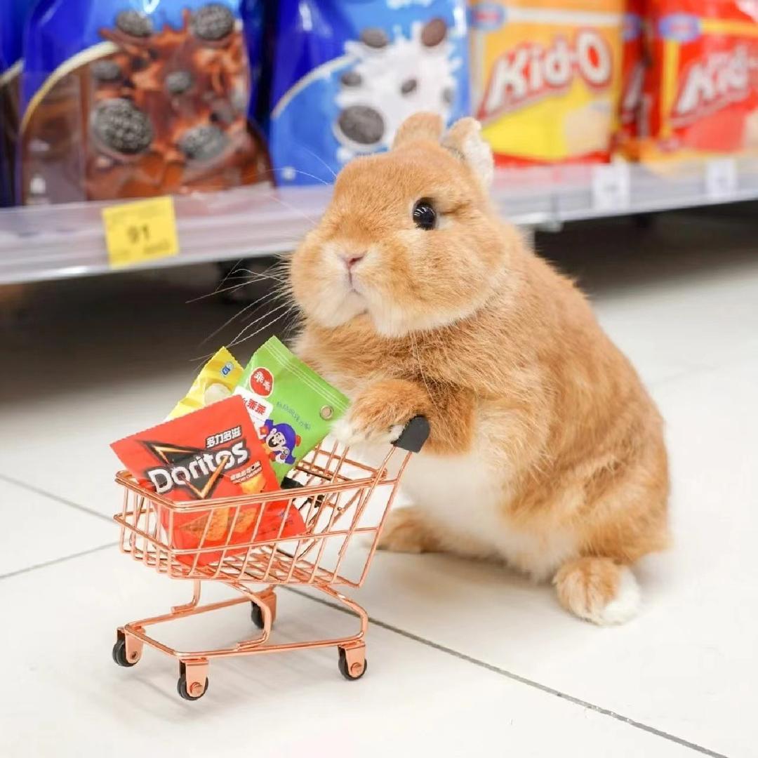 萌兔哈吉米（可领养）