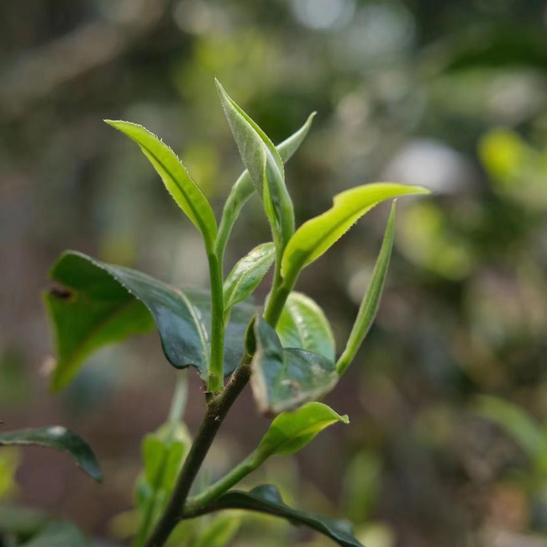 勐海韵无疆普洱茶