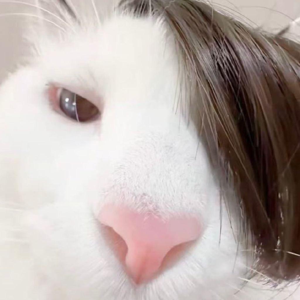 野生何包蛋