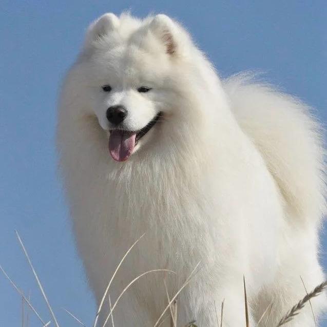 小阿苏