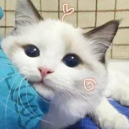 🐰🕶️回关安排的