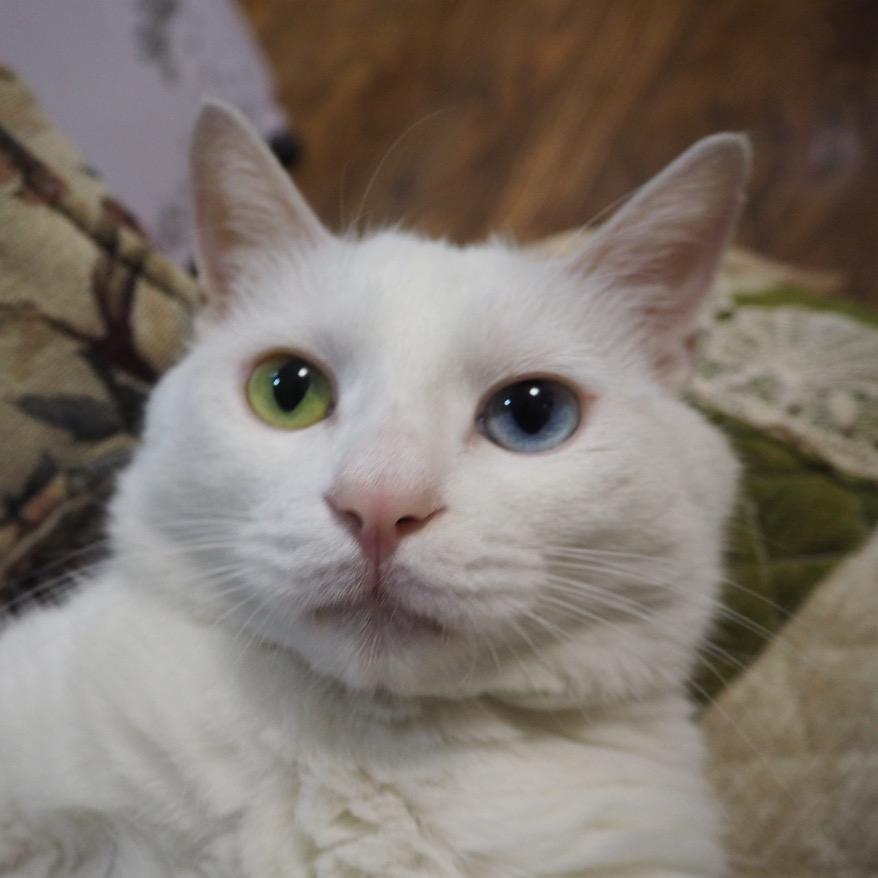 熊猫带你飞
