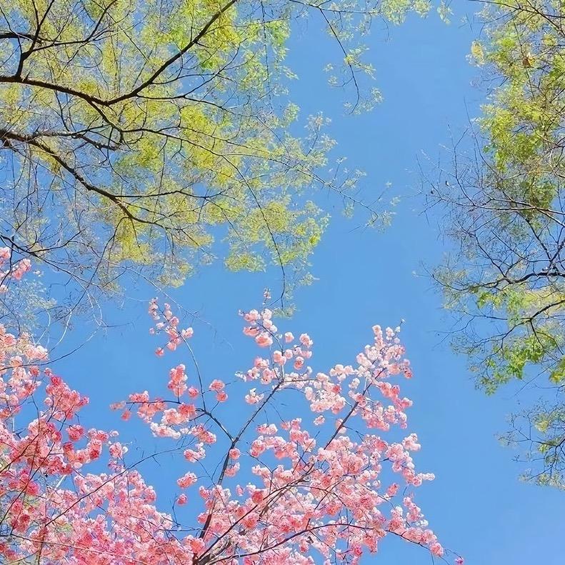招远鸿方驾校（总校）🎀小慧🇨🇳
